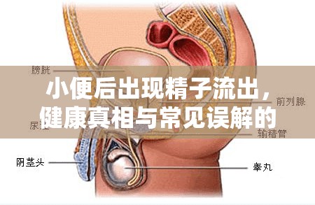 小便后出現(xiàn)精子流出，健康真相與常見誤解的交織