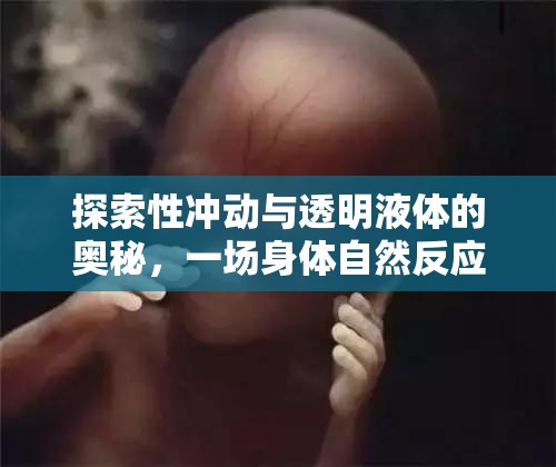 探索性沖動與透明液體的奧秘，一場身體自然反應(yīng)的深度揭秘