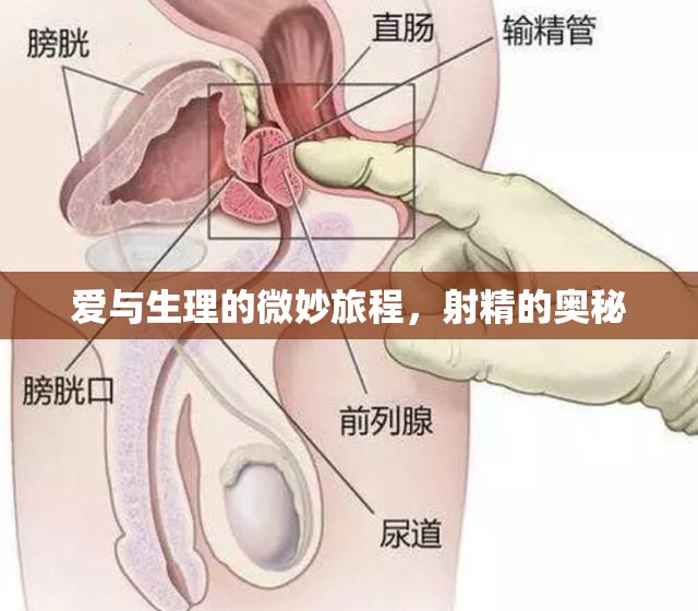愛與生理的微妙旅程，射精的奧秘