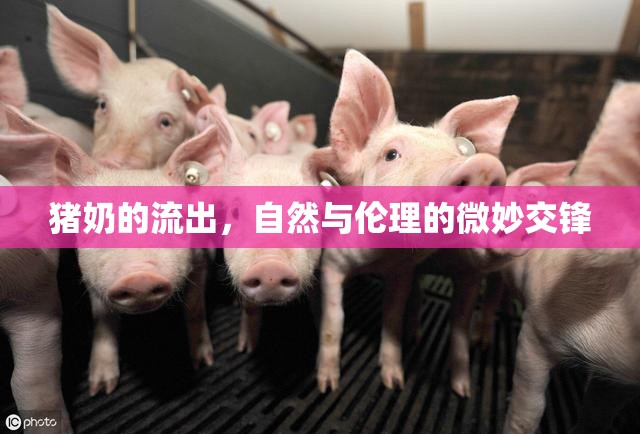 豬奶的流出，自然與倫理的微妙交鋒