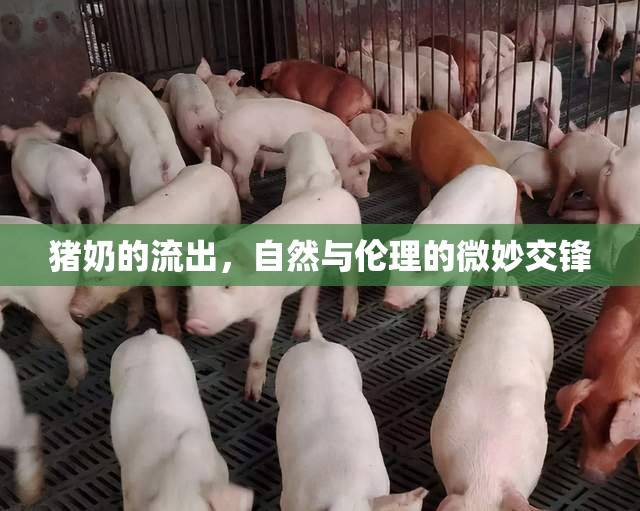 豬奶的流出，自然與倫理的微妙交鋒
