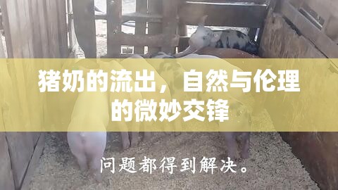豬奶的流出，自然與倫理的微妙交鋒