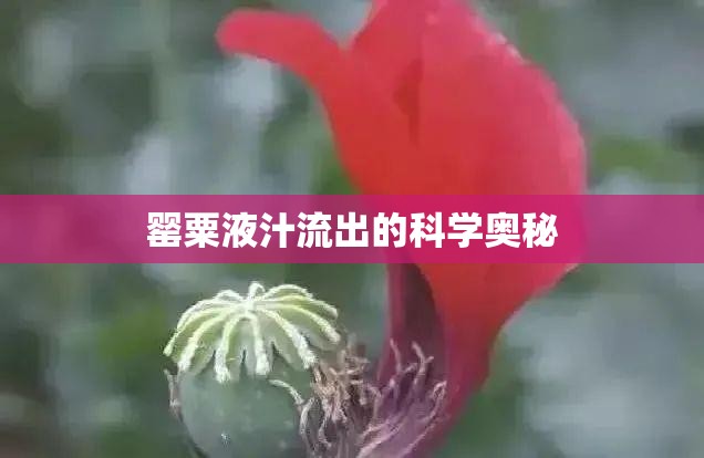 罌粟液汁流出的科學(xué)奧秘