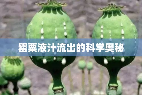 罌粟液汁流出的科學(xué)奧秘