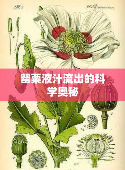 罌粟液汁流出的科學(xué)奧秘