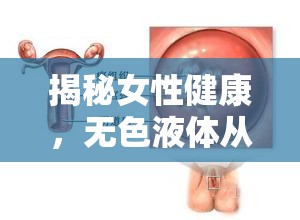 揭秘女性健康，無色液體從陰道流出的真相