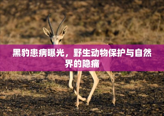 黑豹患病曝光，野生動(dòng)物保護(hù)與自然界的隱痛