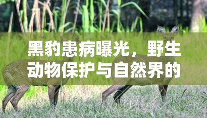 黑豹患病曝光，野生動(dòng)物保護(hù)與自然界的隱痛