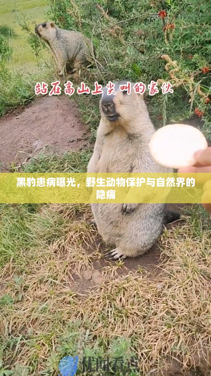 黑豹患病曝光，野生動(dòng)物保護(hù)與自然界的隱痛
