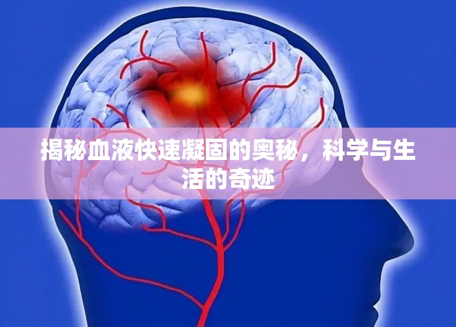 揭秘血液快速凝固的奧秘，科學(xué)與生活的奇跡