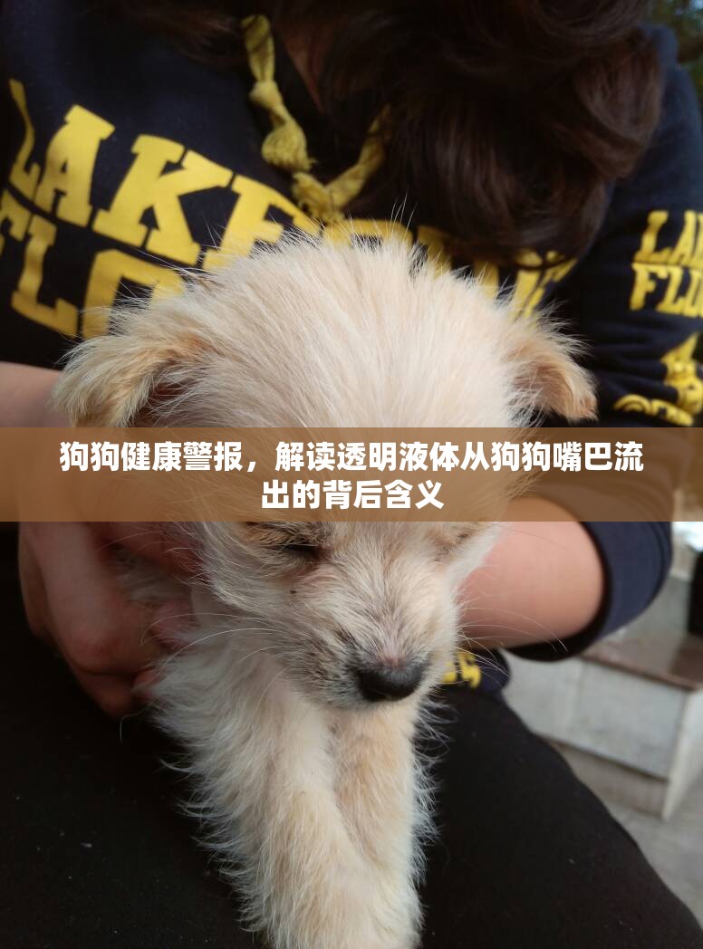 狗狗健康警報(bào)，解讀透明液體從狗狗嘴巴流出的背后含義