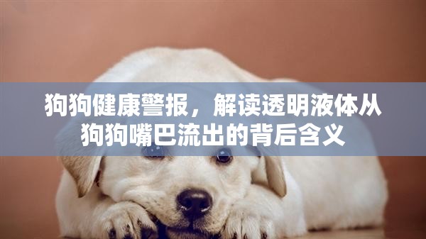 狗狗健康警報(bào)，解讀透明液體從狗狗嘴巴流出的背后含義