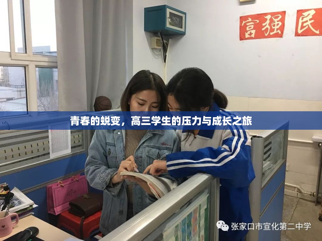 青春的蛻變，高三學(xué)生的壓力與成長之旅
