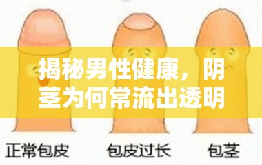 揭秘男性健康，陰莖為何常流出透明粘液？