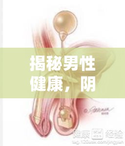 揭秘男性健康，陰莖為何常流出透明粘液？