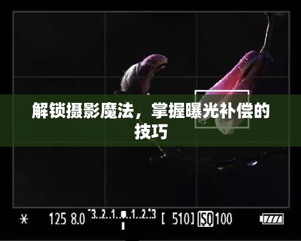 解鎖攝影魔法，掌握曝光補償?shù)募记? class=