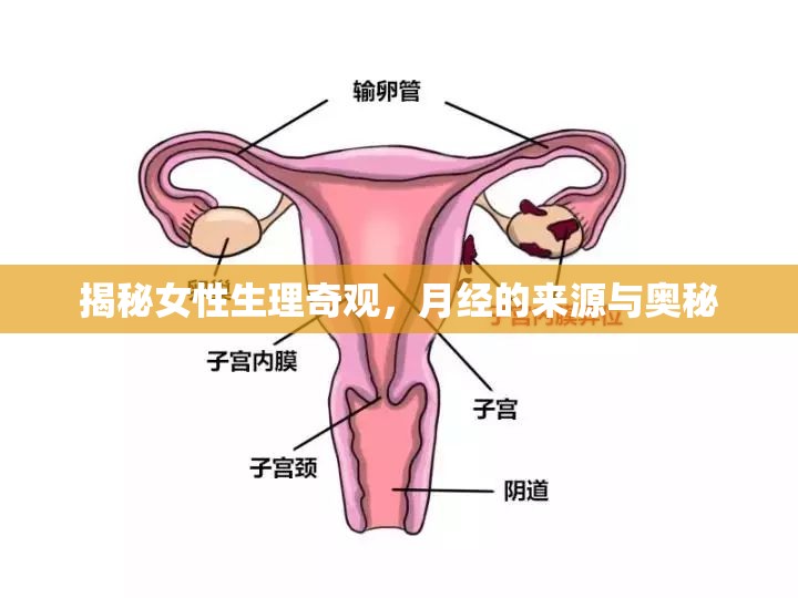 揭秘女性生理奇觀，月經(jīng)的來源與奧秘