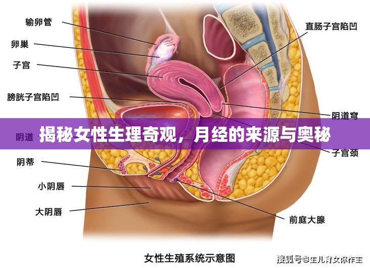 揭秘女性生理奇觀，月經(jīng)的來源與奧秘