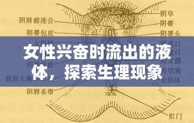 女性興奮時流出的液體，探索生理現(xiàn)象的奧秘