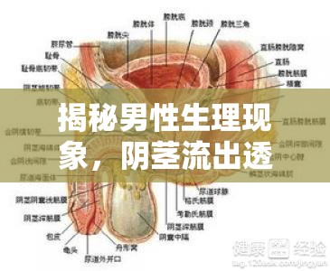 揭秘男性生理現(xiàn)象，陰莖流出透明液體的真相