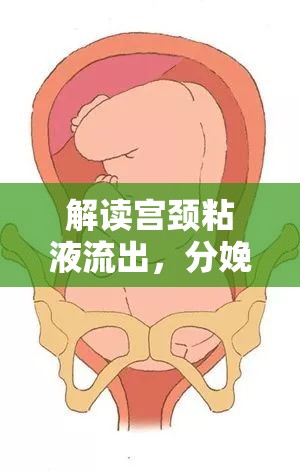 解讀宮頸粘液流出，分娩前的自然信號(hào)