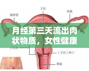 月經(jīng)第三天流出肉狀物質(zhì)，女性健康深度探索的真相