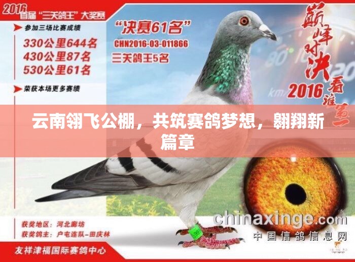 云南翎飛公棚，共筑賽鴿夢想，翱翔新篇章