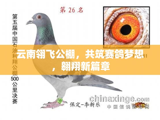 云南翎飛公棚，共筑賽鴿夢想，翱翔新篇章
