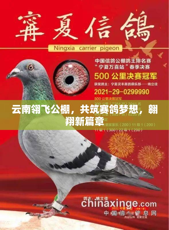 云南翎飛公棚，共筑賽鴿夢想，翱翔新篇章