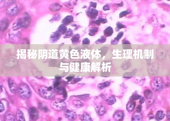 揭秘陰道黃色液體，生理機(jī)制與健康解析