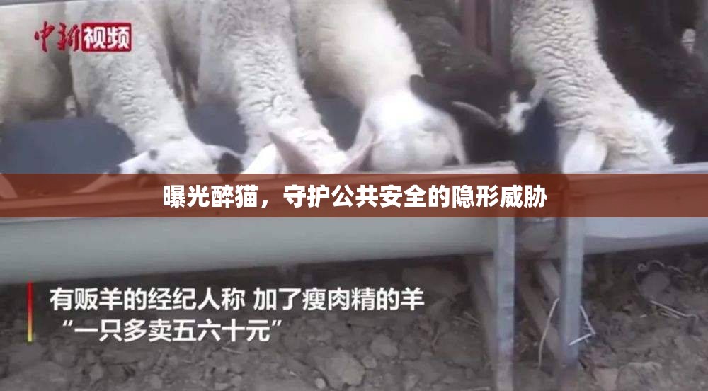 曝光醉貓，守護(hù)公共安全的隱形威脅
