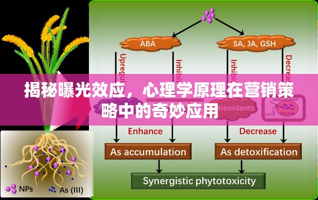 揭秘曝光效應(yīng)，心理學(xué)原理在營銷策略中的奇妙應(yīng)用