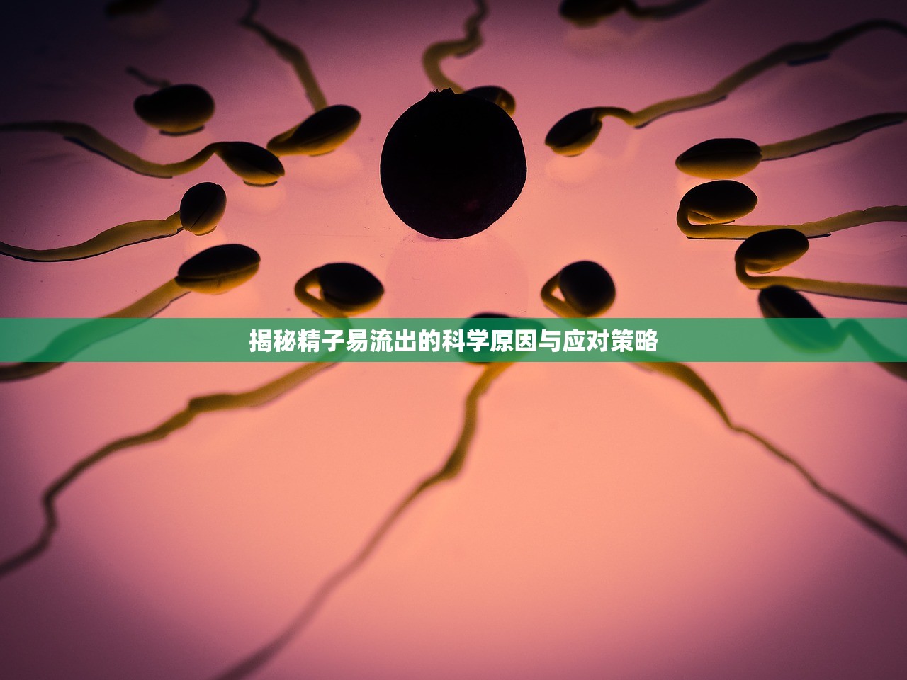 揭秘精子易流出的科學(xué)原因與應(yīng)對(duì)策略
