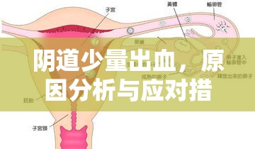 陰道少量出血，原因分析與應(yīng)對措施