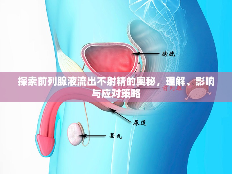 探索前列腺液流出不射精的奧秘，理解、影響與應對策略
