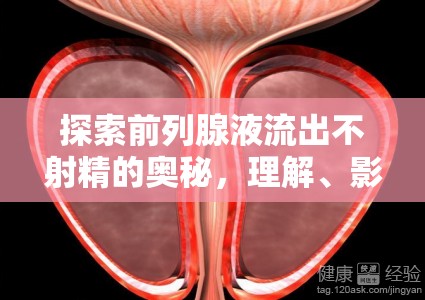 探索前列腺液流出不射精的奧秘，理解、影響與應對策略