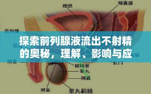 探索前列腺液流出不射精的奧秘，理解、影響與應對策略