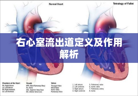 右心室流出道定義及作用解析