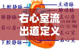 右心室流出道定義及作用解析