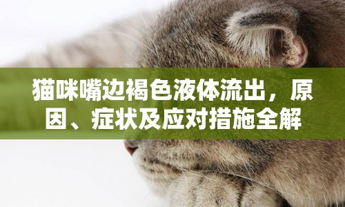 貓咪嘴邊褐色液體流出，原因、癥狀及應(yīng)對(duì)措施全解析