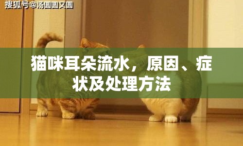 貓咪耳朵流水，原因、癥狀及處理方法