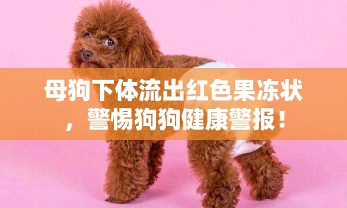 母狗下體流出紅色果凍狀，警惕狗狗健康警報！