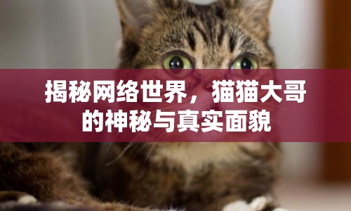 揭秘網(wǎng)絡(luò)世界，貓貓大哥的神秘與真實(shí)面貌
