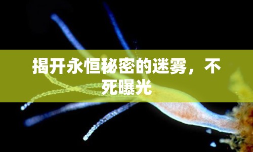 揭開永恒秘密的迷霧，不死曝光