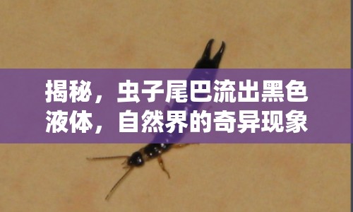 揭秘，蟲子尾巴流出黑色液體，自然界的奇異現(xiàn)象