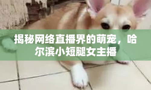 揭秘網(wǎng)絡(luò)直播界的萌寵，哈爾濱小短腿女主播