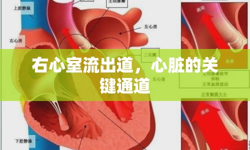 右心室流出道，心臟的關鍵通道