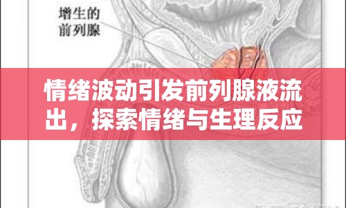 情緒波動(dòng)引發(fā)前列腺液流出，探索情緒與生理反應(yīng)的微妙聯(lián)系