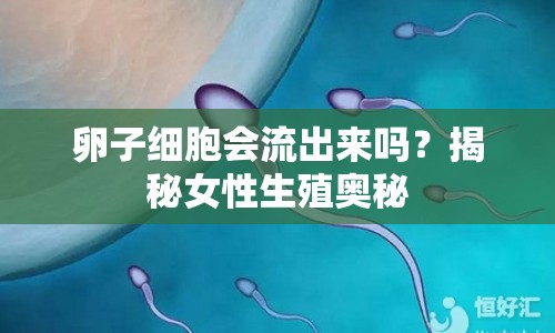 卵子細胞會流出來嗎？揭秘女性生殖奧秘