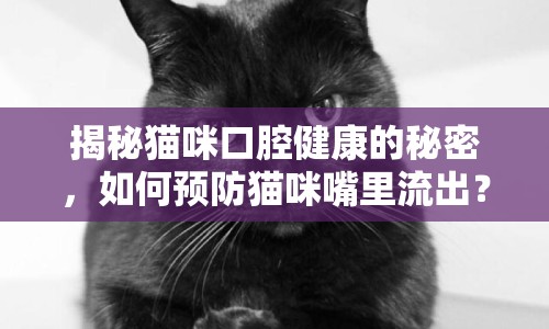 揭秘貓咪口腔健康的秘密，如何預(yù)防貓咪嘴里流出？